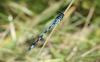 Coenagrion mercuriale